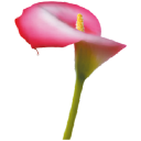 flower cellar shop limited