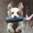 frampton country fair limited