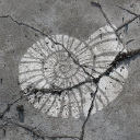 ammonite projects limited