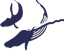 gigantica carp limited