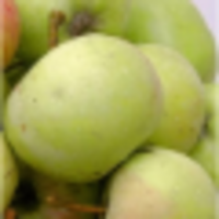 urban allotments ltd