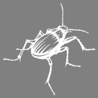 rachel hacking ecology limited