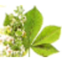 chestnut consulting limited