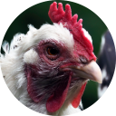 loxley valley community farm ltd