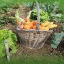 ledbury allotment association limited