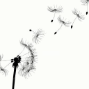 whitehouse funeral service limited