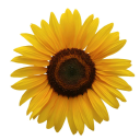 affordable homes in the sun ltd.