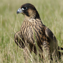 bird and pest solutions ltd