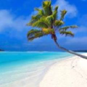 the travel rep limited