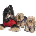 grooming gorgeous limited