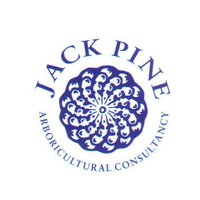 jack pine trees ltd