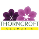 thorncroft clematis ltd