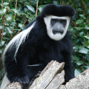 climb mount kilimanjaro limited