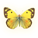 fine feather press ltd