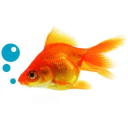 springs aquatic limited