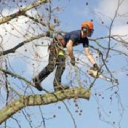 m s treecare limited