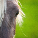 national equine forum