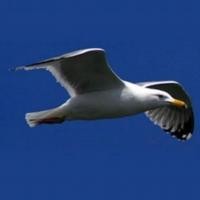 seo services bristol limited