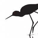blackstilt limited