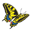 swallowtail print limited