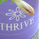 choose to thrive limited