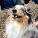 simply pawfection ltd