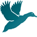 shackleton drake limited