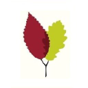 wallops wood limited