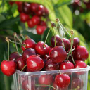 rentacherrytree limited