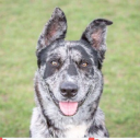 moorview rescue limited