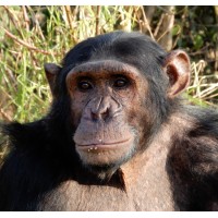 jane goodall institute, global