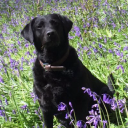 towerwood vets limited