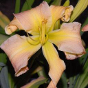 strictly daylilies ltd