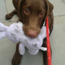 trowel blazers limited