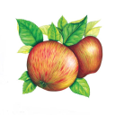 whitehead monckton limited