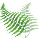 fernfield homes limited