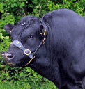 newpole livestock ltd