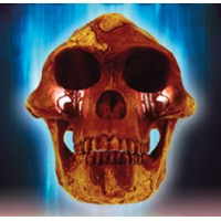 shopfloor films limited