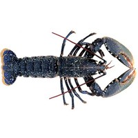 the lobster pot anglesey limited