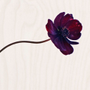 the light salon limited