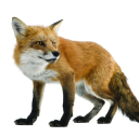 bestfoxcall limited
