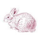 bunny street limited