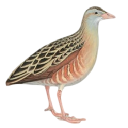 corncrake limited