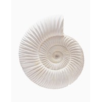 bridge petroleum limited