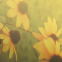 shepherd network limited