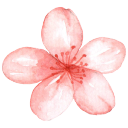 blossom life limited