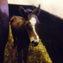 crimbourne bloodstock limited