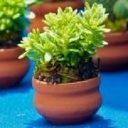 1 stanhope gardens limited