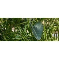 hansard coaching limited