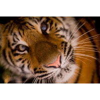 biodiversity business